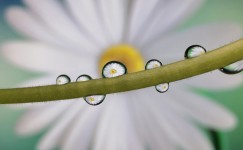 The ultra wide-angle camera can also snap macro photos