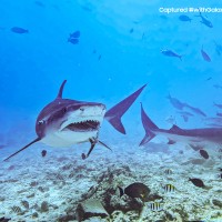 Samsung and NatGeo use a Galaxy S21 Ultra to record 8K underwater video of tiger sharks