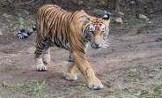 Samsung and Discovery create a short documentary on tigers using a Galaxy S21 Ultra