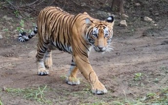 Samsung and Discovery create a short documentary on tigers using a Galaxy S21 Ultra