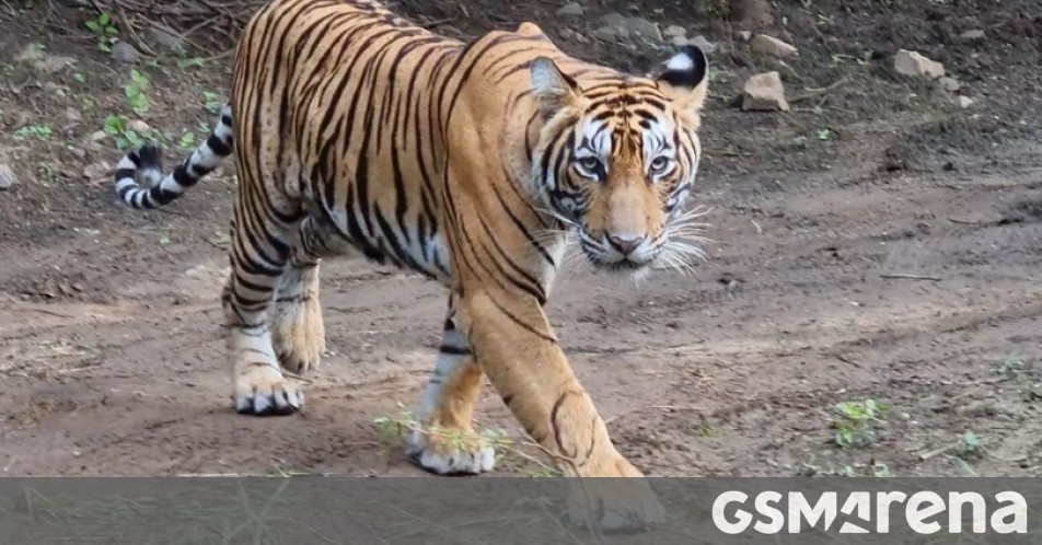 Samsung and Discovery create a short documentary on tigers using a Galaxy S21 Ultra - GSMArena.com news - GSMArena.com