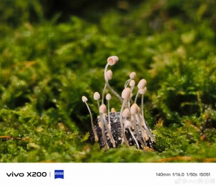 vivo X200 main and telephoto camera samples