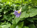 Camera samples