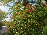 Camera samples