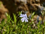 Zoom: vivo X100 Ultra - f/2.7, ISO 50, 1/623s - vivo X200 Ultra vs. X100 Ultra camera battle