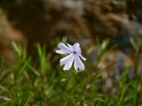 Zoom: vivo X200 Ultra - f/2.3, ISO 50, 1/955s - vivo X200 Ultra vs. X100 Ultra camera battle