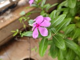 Main camera (f/1.8, ISO 50, 1/104s)