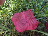 Galaxy Z Fold7 macro photos (f/2.2, ISO 50, 1/164s)