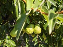 Telephoto camera Oppo Find N5 - f/2.7, ISO 100, 1/100s - News 25 09 Cameraphone vs. Foldable review