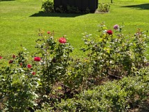 Telephoto camera Oppo Find N5 - f/2.7, ISO 50, 1/100s - News 25 09 Cameraphone vs. Foldable review