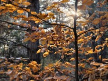 vivo X200 Ultra, assortment - 85mm, f/2.3, ISO 467, 1/100s (4080x3072px) - News 25 12 My Top 5 Ivan  review