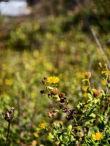 vivo X200 Ultra, assortment - 85mm, f/2.3, ISO 101, 1/1299s (3072x4080px) - News 25 12 My Top 5 Ivan  review