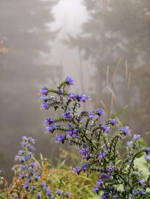 vivo X200 Ultra, assortment - 85mm, f/2.3, ISO 231, 1/100s (3072x4080px) - News 25 12 My Top 5 Ivan  review