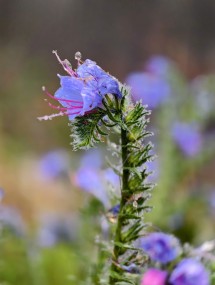 vivo X200 Ultra, assortment - 85mm, f/16.0, ISO 2060, 1/762s (3072x4080px) - News 25 12 My Top 5 Ivan  review