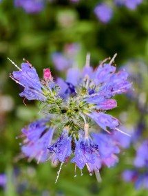 vivo X200 Ultra, assortment - 85mm, f/16.0, ISO 369, 1/100s (3072x4080px) - News 25 12 My Top 5 Ivan  review