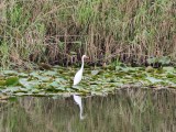vivo X500 Pro Max telephoto camera samples - 400mm, f/2.8, ISO 271, 1/100s (4080x3072px) - vivo X500 Pro Max camera samples
