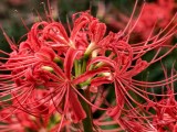 vivo X500 Pro Max telephoto camera samples - 170mm, f/16.0, ISO 221, 1/100s (4080x3072px) - vivo X500 Pro Max camera samples