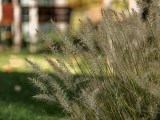 Daylight samples, teleconverter (10x), close-ups - 230mm, f/2.1, ISO 125, 1/200s (4096x3072px) - Oppo Find X10 Pro Max Hasselblad teleconverter kit samples