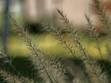 Daylight samples, teleconverter (10x), close-ups - 230mm, f/2.1, ISO 80, 1/200s (4096x3072px) - Oppo Find X10 Pro Max Hasselblad teleconverter kit samples