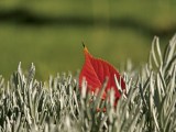 Daylight samples, teleconverter (10x), close-ups - 230mm, f/2.1, ISO 50, 1/245s (4096x3072px) - Oppo Find X10 Pro Max Hasselblad teleconverter kit samples
