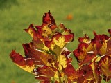 Daylight samples, teleconverter (40x) - 920mm, f/2.1, ISO 50, 1/660s (4096x3072px) - Oppo Find X10 Pro Max Hasselblad teleconverter kit samples