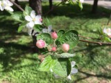 Apple iPhone SE camera samples - Apple iPhone SE review