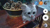 Kitten scene - Lenovo Phab2 Pro review