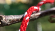 Downscaled macro shots - Olloclip Review