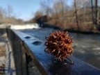 Camera samples - Huawei Honor 6x review