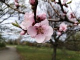 Honor 8 Pro 12MP color camera samples - Honor 8 Pro review