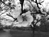 Honor 8 Pro 12MP monochrome camera samples - Honor 8 Pro review