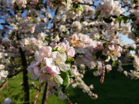 The colors of Spring - Samsung Galaxy S8+review
