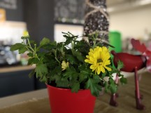 Portrait mode samples on a plant - f/0.9, ISO 205, 1/50s - vivo NEX Dual Display review