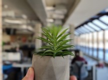 Portrait mode samples on a plant - f/0.9, ISO 87, 1/101s - vivo NEX Dual Display review