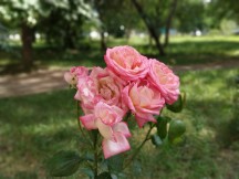 Portrait mode: On - f/1.9, ISO 100, 1/495s - Xiaomi Redmi Note 5 AI Dual Camera review