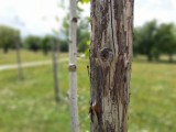 Live Focus samples, stuff - f/1.9, ISO 40, 1/1003s - Samsung Galaxy M30 review