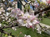 Apple iPhone SE (2020) 12MP daylight samples - f/1.8, ISO 25, 1/4808s - Apple iPhone SE 2020 review