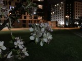 Apple iPhone SE (2020) 12MP low-light samples - f/1.8, ISO 500, 1/4s - Apple iPhone SE 2020 review