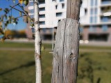 Aperture samples, non-human subjects - f/2.0, ISO 50, 1/3077s - Honor 10X Lite review
