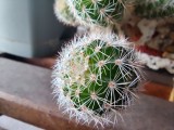 Macro camera, 5MP - f/2.4, ISO 250, 1/33s - OnePlus 8T review