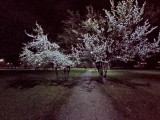 Realme 6i 8MP ultrawide Night Mode photos - f/2.2, ISO 1563, 1/25s - Realme 6i review