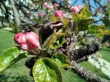 Redmi Note 9S 5MP macro photos - f/2.4, ISO 100, 1/487s - Xiaomi Redmi Note 9S review