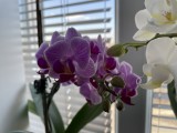 Main camera, 12MP - f/1.6, ISO 32, 1/307s - Apple iPhone 12 Long Term review