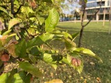 Main camera, 12MP - f/1.6, ISO 50, 1/696s - Apple iPhone 13 mini review