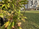 Ultrawide camera, 12MP - f/2.4, ISO 32, 1/190s - Apple iPhone 13 mini review