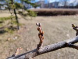 Macro from ultrawide camera, 12MP - f/2.2, ISO 50, 1/582s - Samsung Galaxy S21 Ultra review