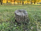 Apple iPhone 13 Pro main camera - f/1.5, ISO 40, 1/160s - Sony Xperia Pro-I Preview