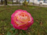 DoF/bokeh comparison: Xperia Pro-I @f/2.0 - f/2.0, ISO 100, 1/1000s - Sony Xperia Pro-I review