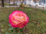 DoF/bokeh comparison: Mi 11 Ultra - f/2.0, ISO 50, 1/436s - Sony Xperia Pro-I review