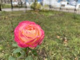 DoF/bokeh comparison: iPhone 13 Pro - f/1.5, ISO 50, 1/917s - Sony Xperia Pro-I review